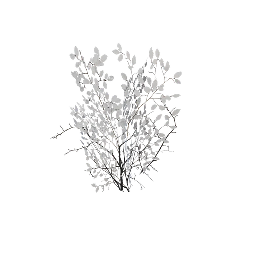 SM birch g fall