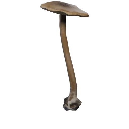 SM CommonMushroom E