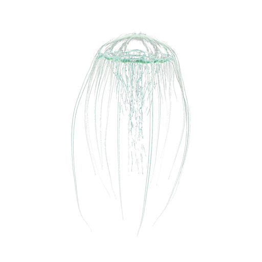 Aberrant Cnidaria