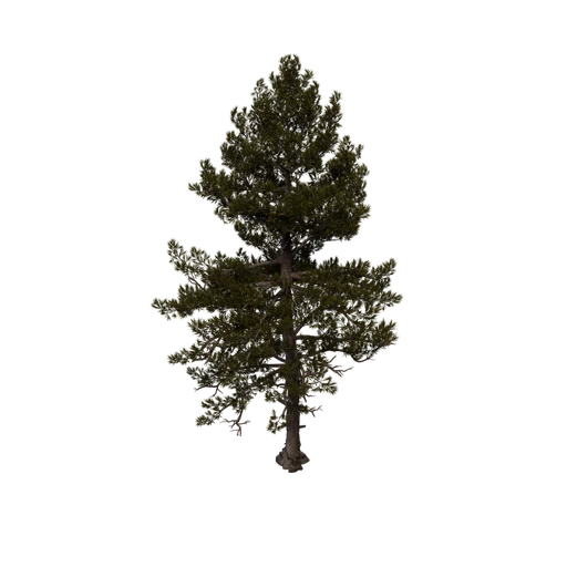 WhitePine B