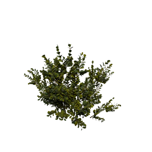 BuxuxBush C