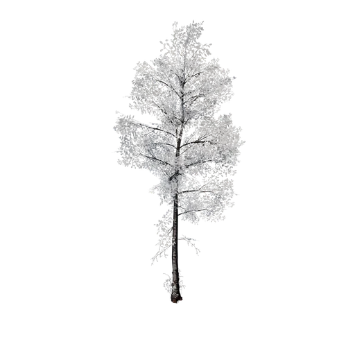 SM birch c fall