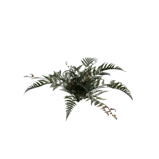 SM Sword Fern 02 Reworked
