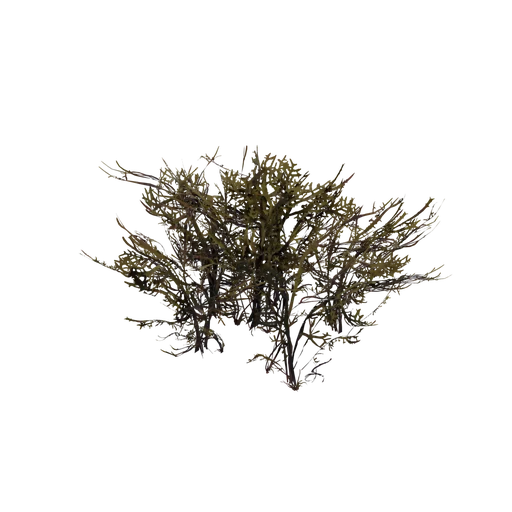 Coral medium2