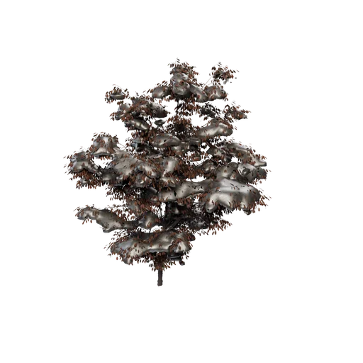 EuonymusAlatus C Snow