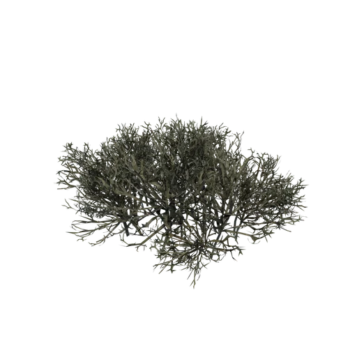 ReindeerMoss A