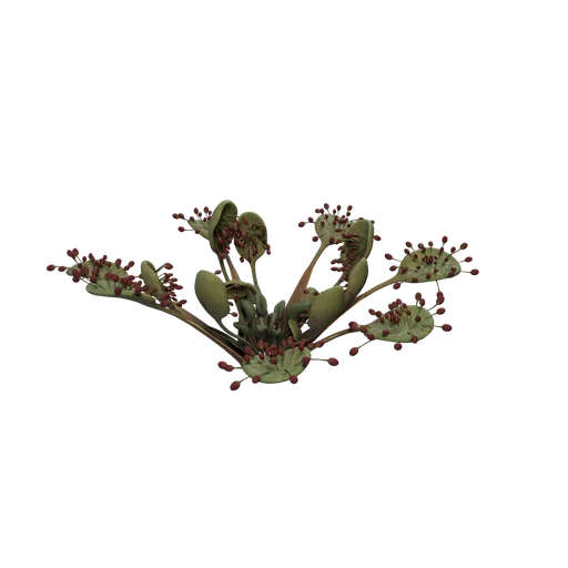 Sundew C