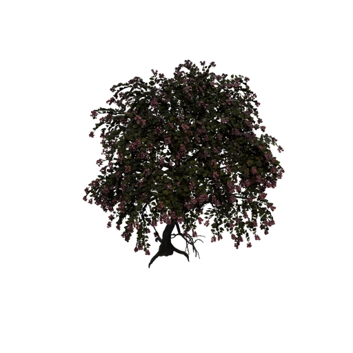 OrchidTree A