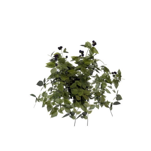 Blackberry