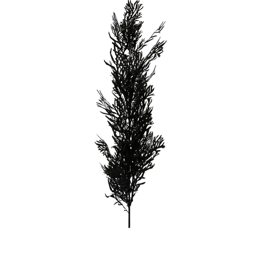 SeaWeed04