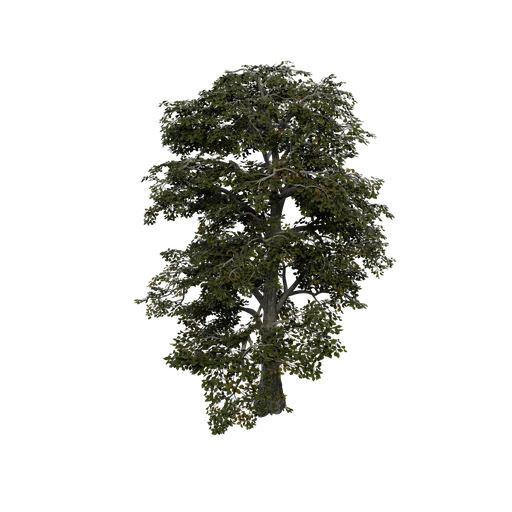 Sassafras 01