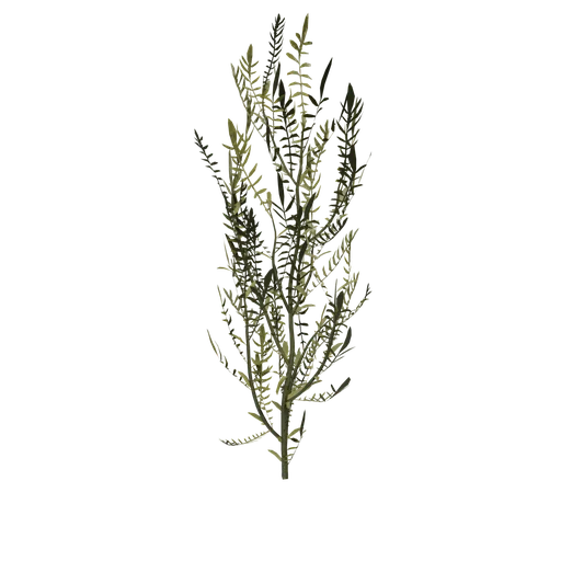 Knapweed