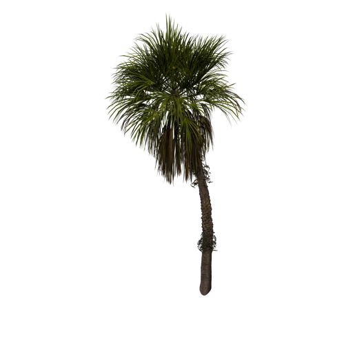 SM FanPalm