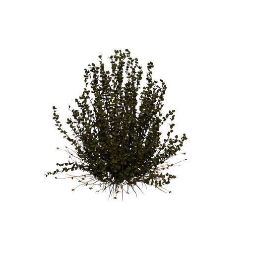 SM SaltBush