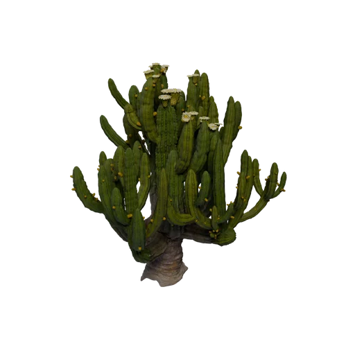 SM CardonCactus