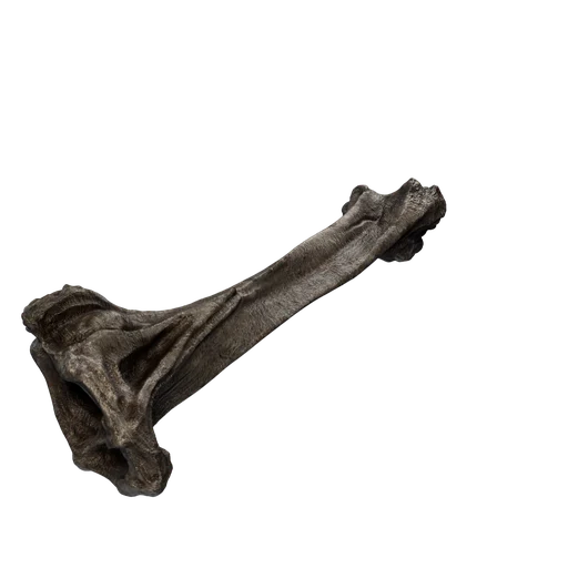 SM Bones 3