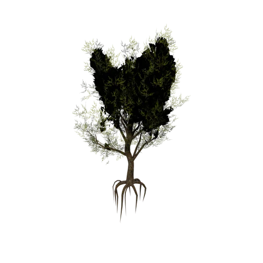 Olive3