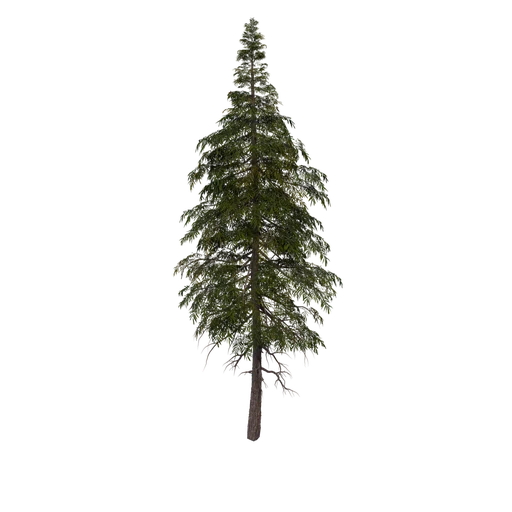 SPRUCE M 01