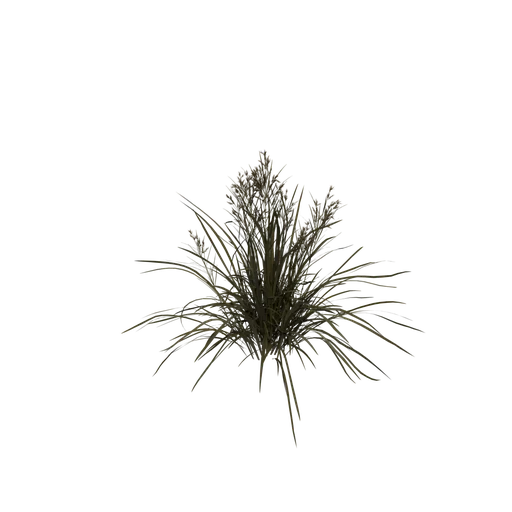 PanicGrass A
