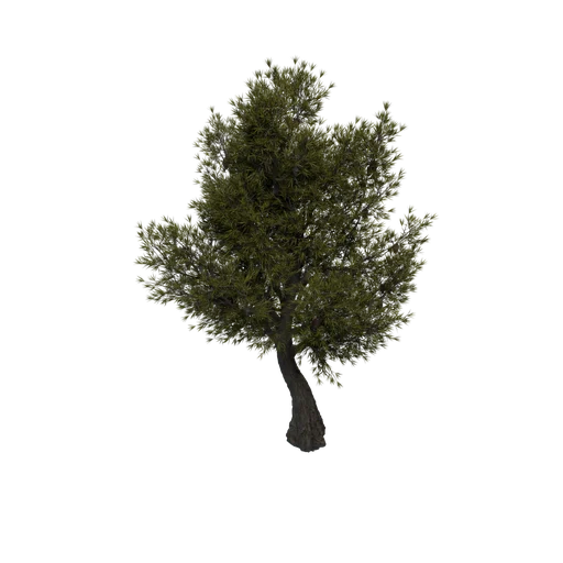 SM PinyonPine