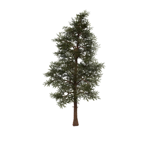 SM RedwoodSapling ST