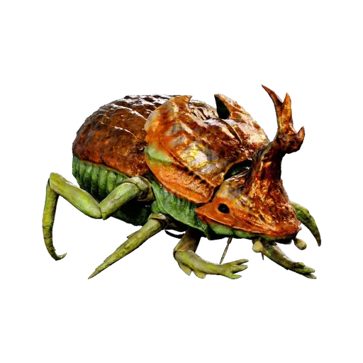 Dung Beetle