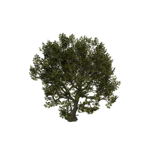 HammockOak02 SM