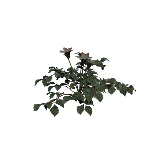 SM JimsonWeed