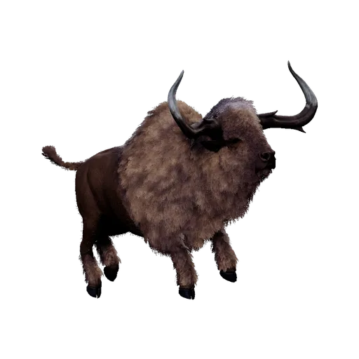 Bison