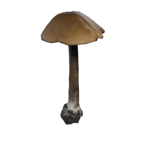 SM CommonMushroom C