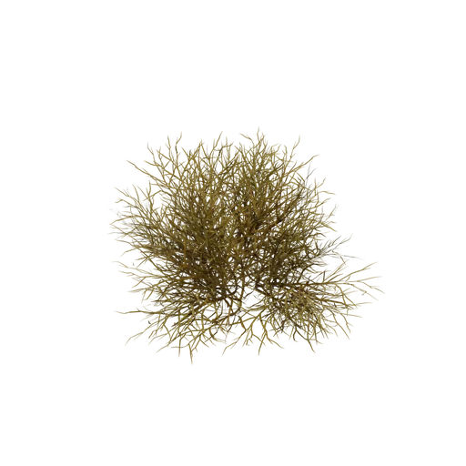 PineSnowBush