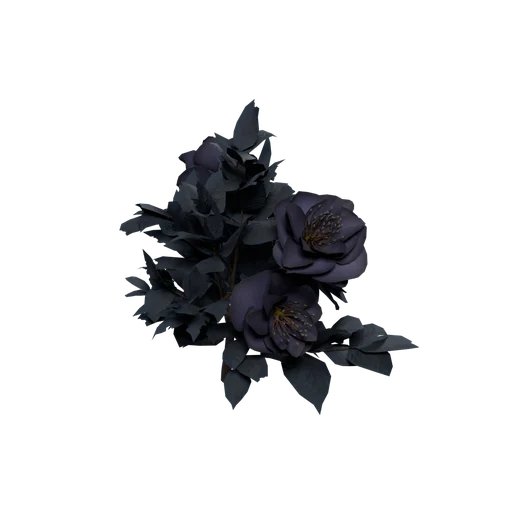 Helleborus A