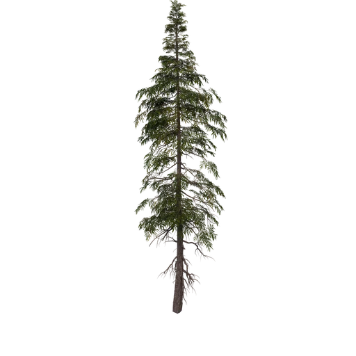 SPRUCE M 01 DEAD