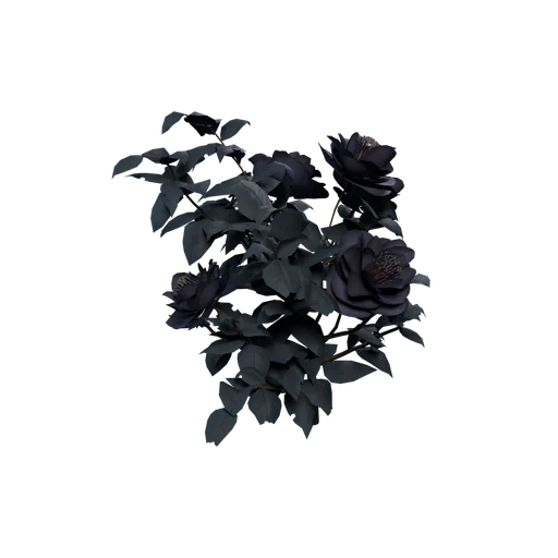 Helleborus B