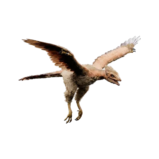 Archaeopteryx