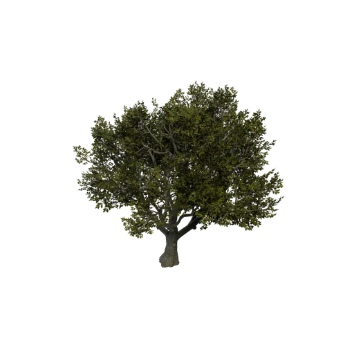 HammockOak03 SM
