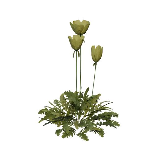 ArcticPoppy B