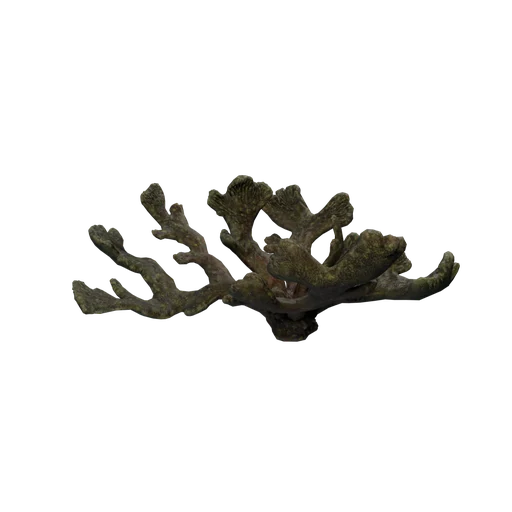 SM Coral Q