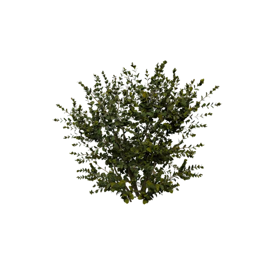 BuxuxBush A
