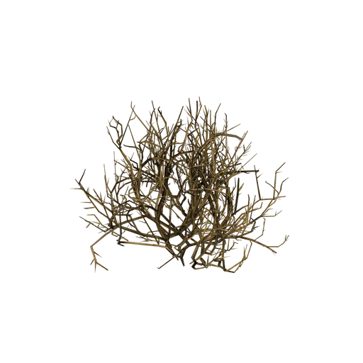 BriarBush SM