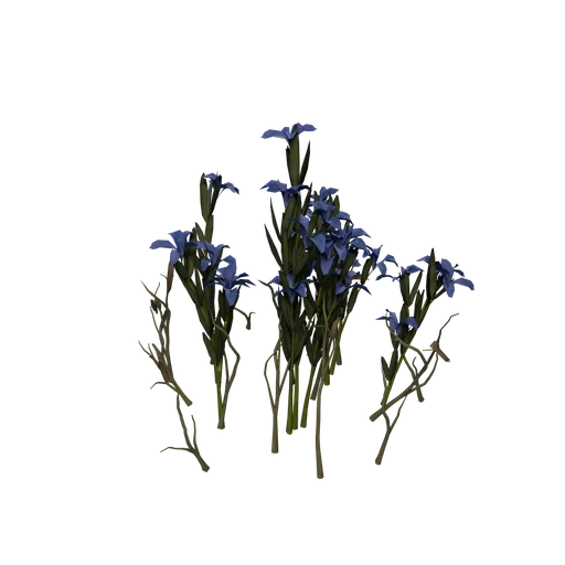SM SnowGentian D