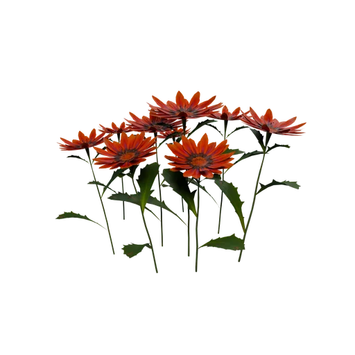 SM Zinnia