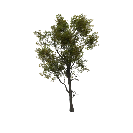 IronWood 02