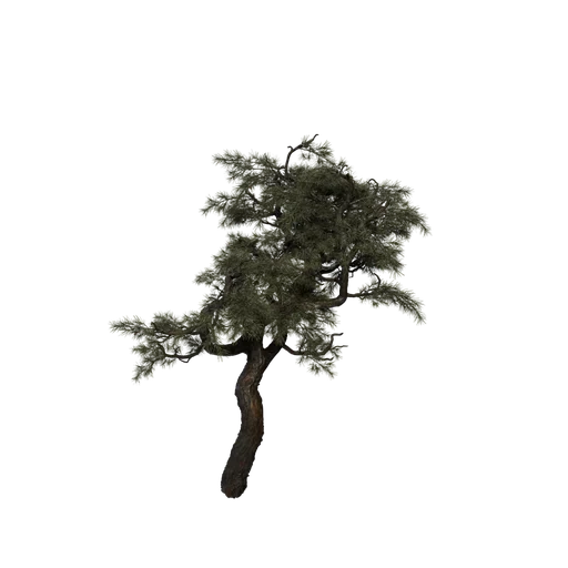 SM HuangshanPine C