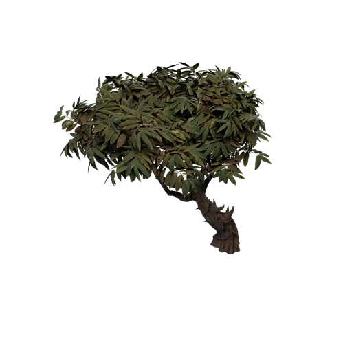 SM SpineyAloe C