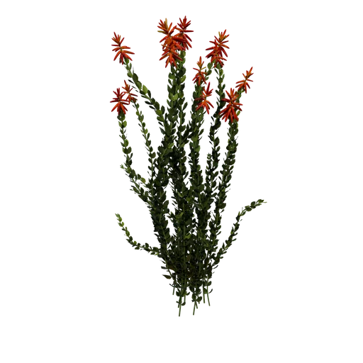 Ocotillo Ex