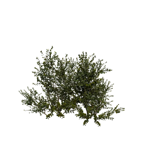BuxuxBush B