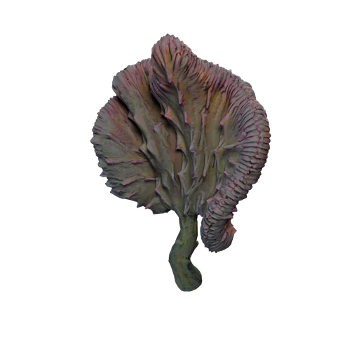 DM CoralCactus B