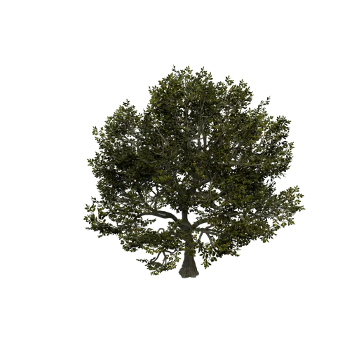 HammockOak SM