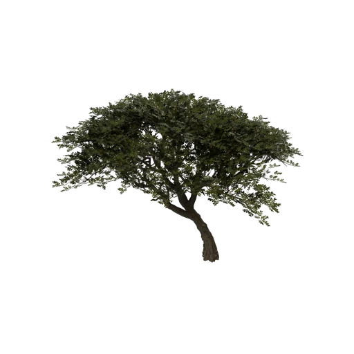 Acacia SM